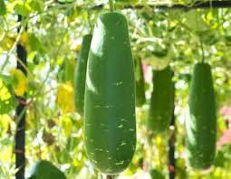 Hairy Gourd Vegetable Seeds for Planting
