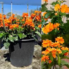 Orange Kalanchoe Seeds  Grow Bright Succulent Blooms for Your Garden