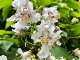 White Catalpa Bignonioides Seeds for Planting