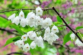 White Carolina Silverbell Tree Seeds for Planting