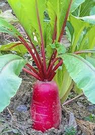 Red Mammoth Beet Vegetable Seeds for Easy Planting