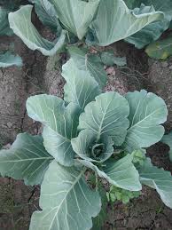 Green Georgia Collard Vegetable Seeds - Easy Planting