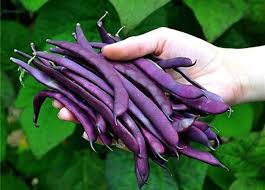Purple Bean Vegetable Seeds for Planting