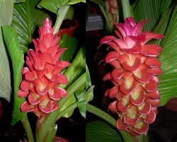 Red Curcuma Aeruginosa Flower seeds for Planting - Hardy Variety, Heirloom & GMO Free Seeds for Home Garden