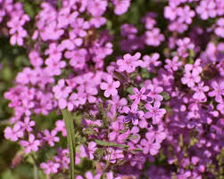 Pink Myosotis Flower seeds for Planting - Pollinator Friendly, Heirloom & GMO Free Seeds for Home Garden