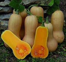 Orange Honeynut Vegetable Seeds for Planting