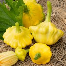 Yellow Scallop Vegetable Seeds  Perfect for Planting