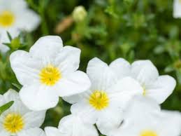 White Evening Primrose Flower Seeds for Planting - Seed for Captivating Nighttime Floral Beauty