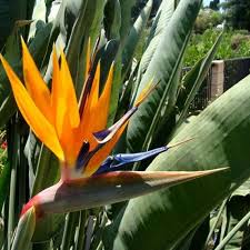 Orange Violet Strelitzia Flower seeds for Planting - Compact Growth, Heirloom & GMO Free Seeds for Home Garden