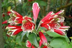 Red Alstroemeria Psittacina Flower seeds for Planting - Cottage Garden Essential, Heirloom & GMO Free Seeds for Home Garden