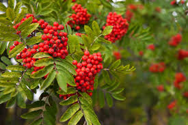 Green Sorbus Aucuparia Tree Seeds for Planting - Grow Beautiful Trees in Your Garden
