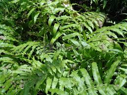 Green Fern Spore Flower seeds for Planting - Seasonal Bloomer, Heirloom & GMO Free Seeds for Home Garden
