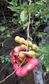 Guamuchil Tree Seeds for Easy Planting