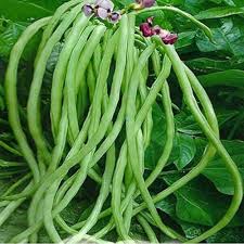 Green Stallard Bean Vegetable Seeds for Easy Planting