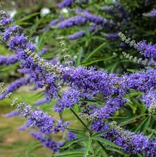 Violet Chaste Tree Seeds for Easy Planting