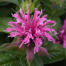 Pink Monarda Flower seeds for Planting - Easy to Grow, Heirloom & GMO Free Seeds for Home Garden