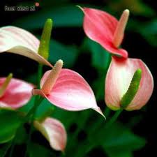 Cream Pink Anthurium Flower Seeds for Easy Planting