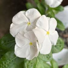 White Pink Periwinkle Flower Seeds for Planting  Create a Beautiful Garden Display with Lovely Blossoms