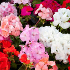 Mixed Pelargonium Flower Seeds for Planting