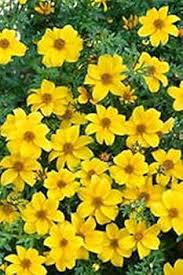 Yellow Bidens Flower Garden Planting - Seeds for Colorful Floral Arrangements