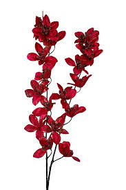 Red Weeping Forsythia Flower seeds for Planting - Colorful Display, Heirloom & GMO Free Seeds for Home Garden
 
 Sale seeds for planting in home garden