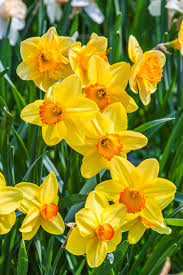 Deep Yellow Daffodil Flower Seeds for Planting – Heirloom NonGMO High Germination Organic Garden Seeds for Wildflower Mix
 
 Sale