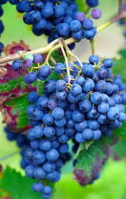 Blue Grape Fruit Planting Seeds for Home Gardens