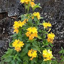 Yellow Crossandra Flower Seeds for Lush Blooms - Perfect Addition to Your Garden Collection