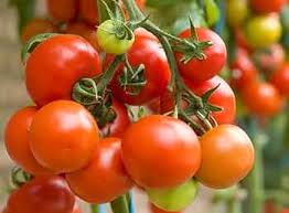 Red Vegetable Tomato Seeds for Planting