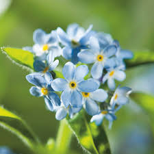 Sky Blue Eschscholtzia Flower Seeds for Planting – Heirloom NonGMO High Germination Organic Garden Seeds for Cut Flower Gardens
 
 Sale