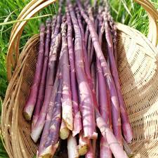 Purple Asparagus Seeds  Perfect for Planting