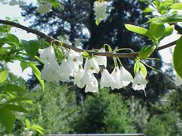 White Carolina Silverbell Tree Seeds for Planting