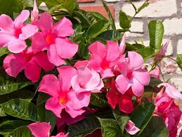 Sanderi Flower Planting Seeds Pink White