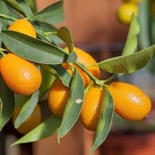 Orange Kumquat Tree Seeds for Planting  Grow Your Own Citrus
