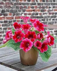 Sinningia Gloxinia Flower Seeds for Vibrant Indoor and Outdoor Blooms
