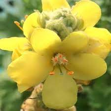 Yellow Verbascum Thapsus Flower seeds for Planting - Seasonal Bloomer, Heirloom & GMO Free Seeds for Home Garden
 
 Sale for planting in home garden.