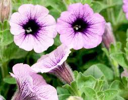 Orange Gloxinia Flower Seeds Long Bloom Season Heirloom & GMO Free Seeds for Home Garden
 
 Sale for planting in home garden