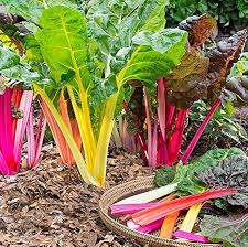Mixed Swiss Chard Planting Seeds for Your Garden