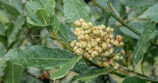Bay Laurel Seeds Laurus Nobilis Evergreen Tree or Large Shrub Fragrant Culinary Herb Add Flavor to Soups Stews Ornamental Plant in Gardens Landscapes