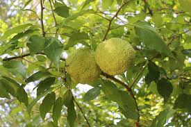 Light Green Maclura Pomifera Tree Planting Seeds for Your Garden