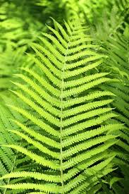 Green Fern Spore Flower seeds for Planting - Seasonal Bloomer, Heirloom & GMO Free Seeds for Home Garden
