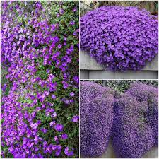 Purple Aubrieta Cascade Flower seeds for Planting - Shade Tolerant, Heirloom & GMO Free Seeds for Home Garden
