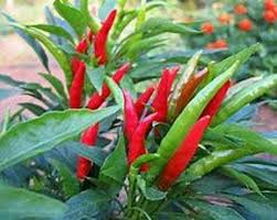 Transform Your Garden with Thai Dragon Peppers - Seeds for Authentic Spice
