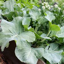 Sea Kale Vegetable Seeds for Planting