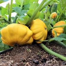 Yellow Scallop Vegetable Seeds  Perfect for Planting