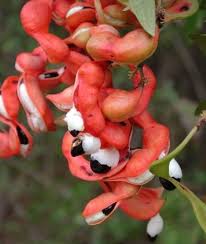 Guamuchil Tree Seeds for Easy Planting