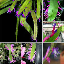 Green Wittia Amazonica Flower seeds for Planting - Fragrant Blossoms, Heirloom & GMO Free Seeds for Home Garden