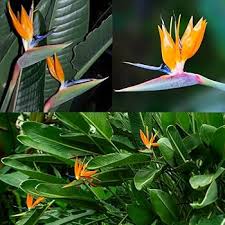 Orange Reginae Flower Seeds for Planting - Bright Perennial Blooms