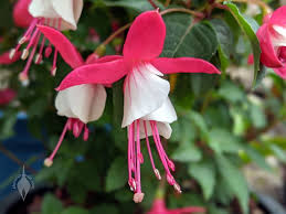 White Pink Fuchsia Hybrida Flower Seeds for Planting – Heirloom NonGMO High Germination Organic Garden Seeds for EasyCare Blooms
 
 Sale