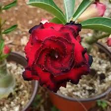 Maroon Adenium Flower seeds for Planting - Garden Favorite, Heirloom & GMO Free Seeds for Home Garden